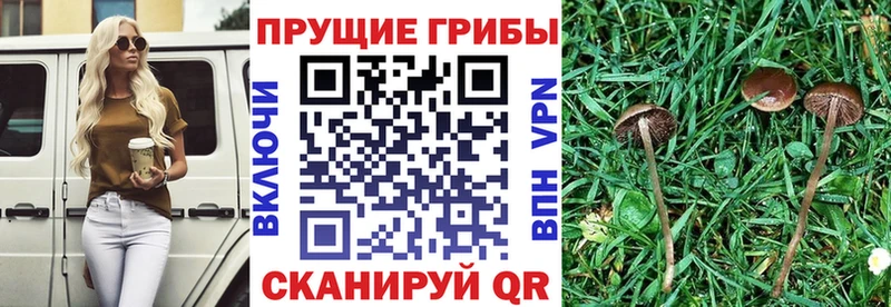 Галлюциногенные грибы Psilocybe  Мелеуз 