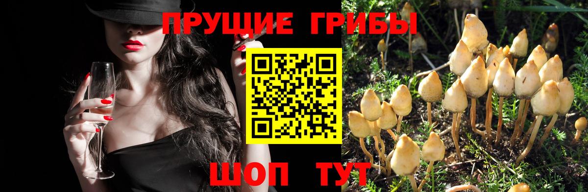 Псилоцибиновые грибы прущие грибы Мелеуз